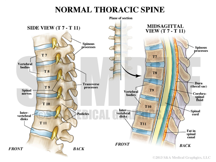 Thoracic Spine Anatomy Medical Illustration