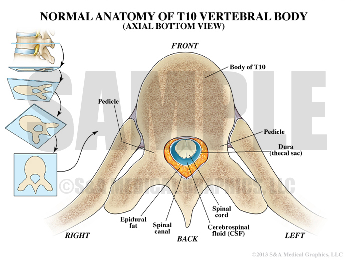 T10 Vertebral Body Medical Illustration