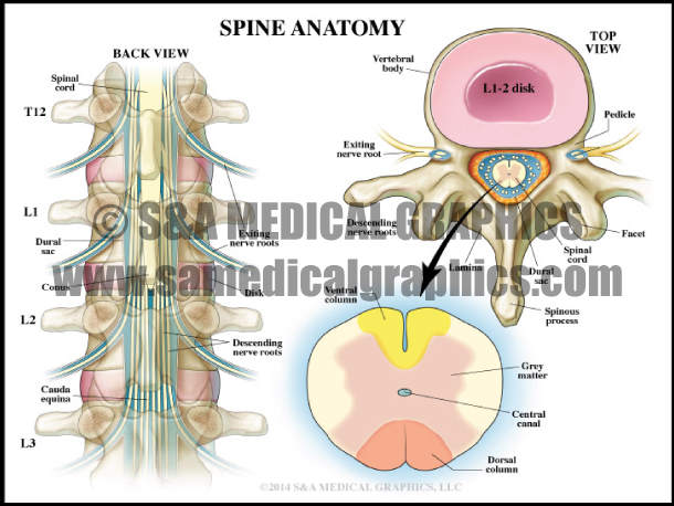 Spine Anatomy Medical Illustration
